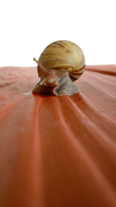 snail-8