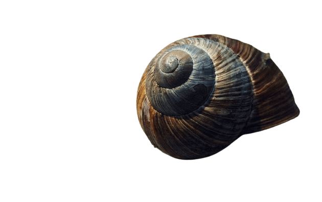 snail-9