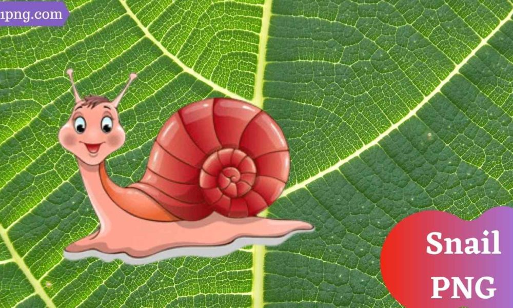 [Best 50+] Snail PNG » Hd Transparent Background