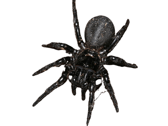 spider-16