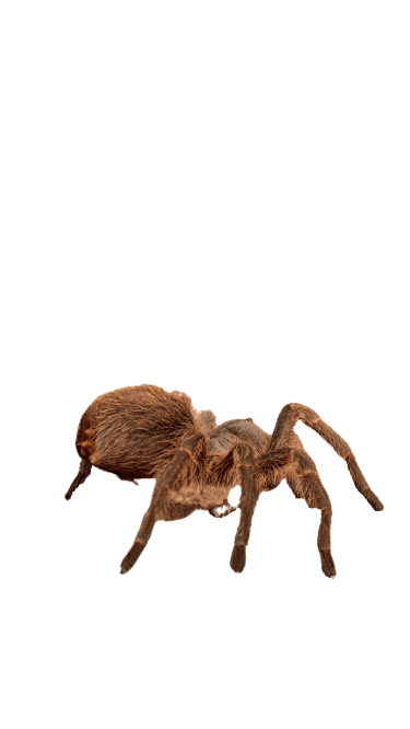 spider-32