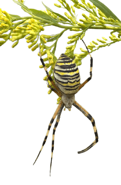 spider png