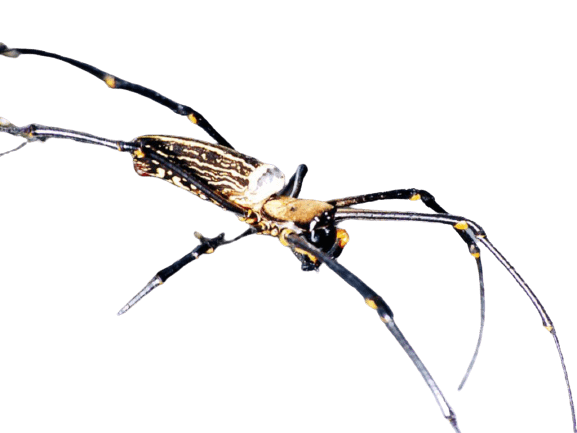 spider-5