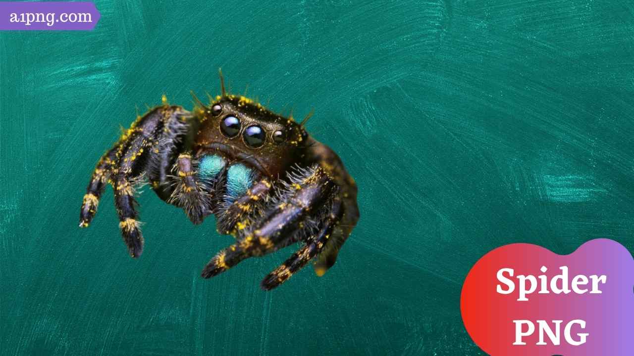 spider-png