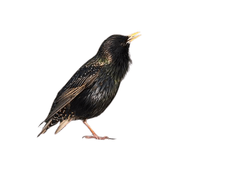 starling-19