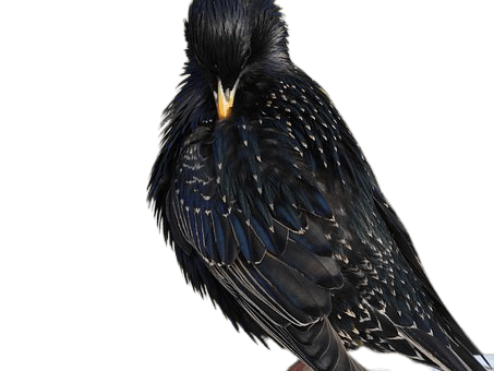 starling-20
