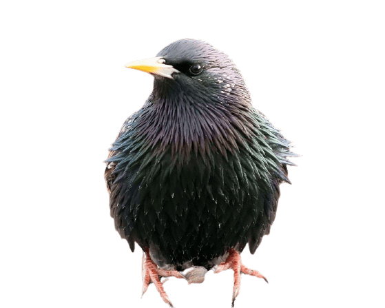 starling-31