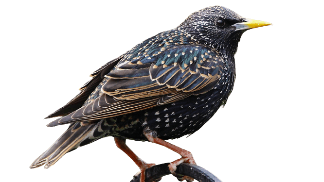 starling-32
