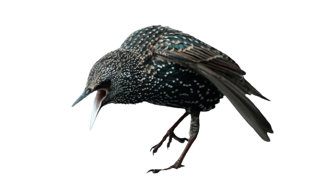 starling-35