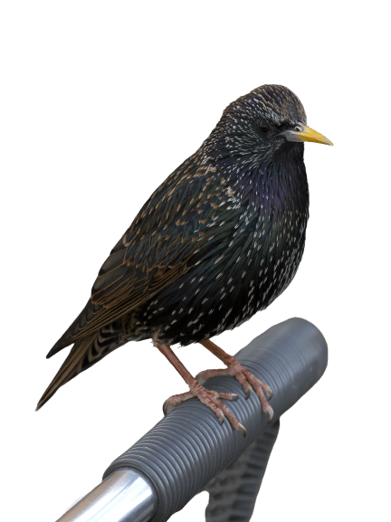 starling-36