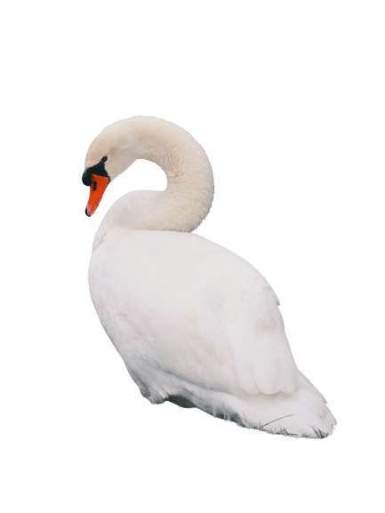 swan-11
