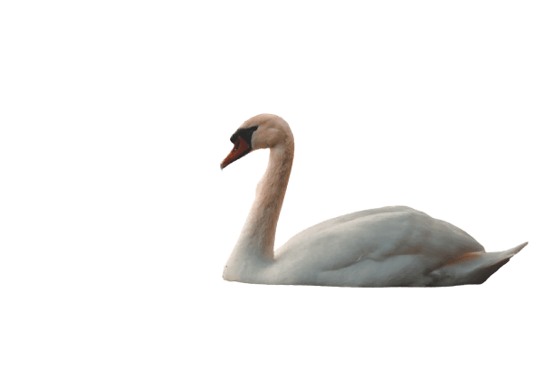 swan-18