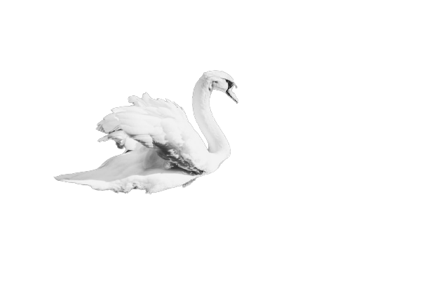 swan-19