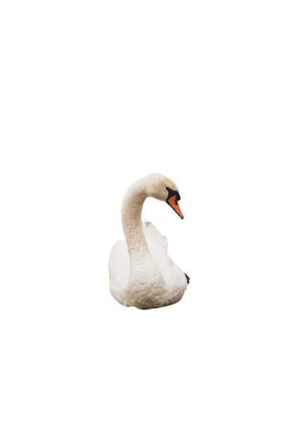 swan-20
