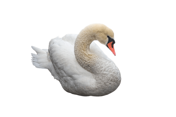 swan-23