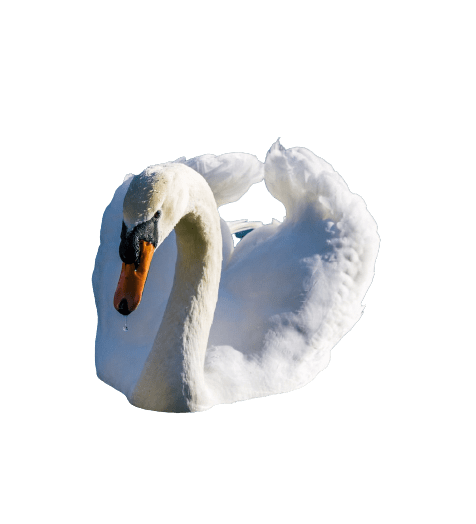 swan-24