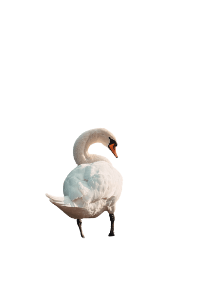 swan-25