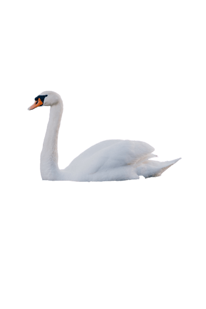 swan-29