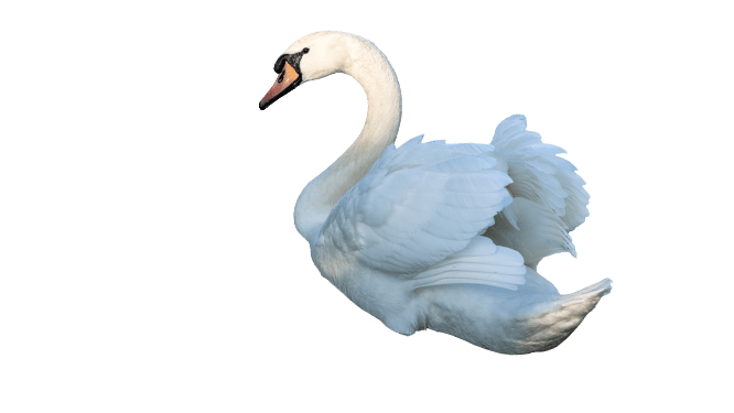 swan-3
