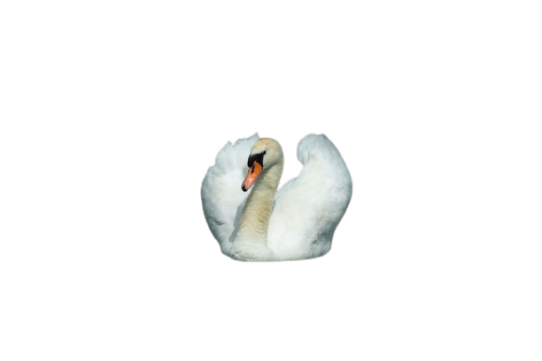 swan-32