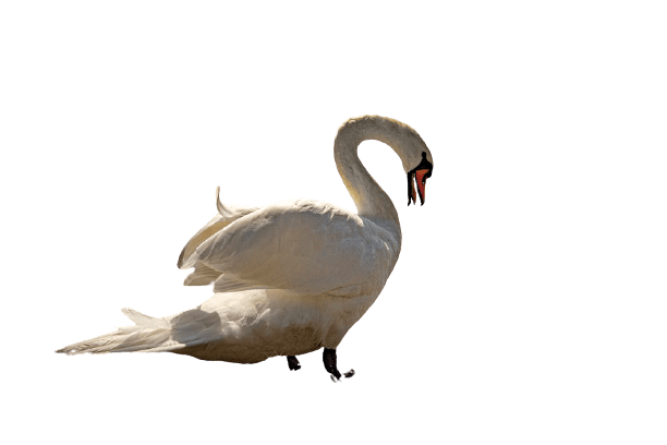 swan-33
