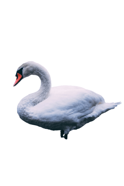 swan-34