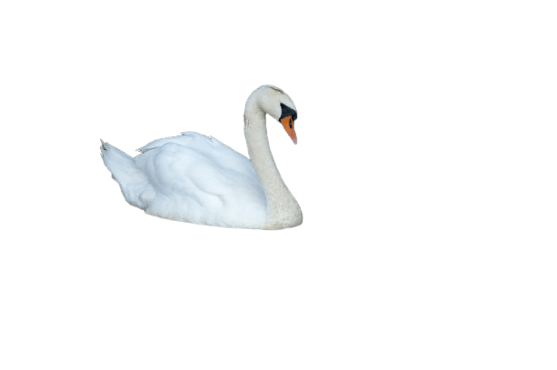 swan-36