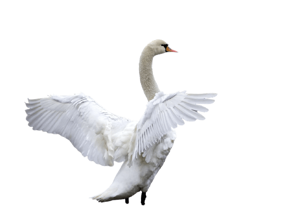 swan-37
