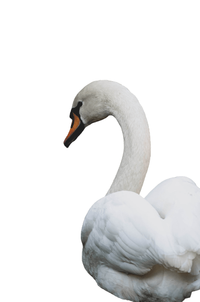 swan-38