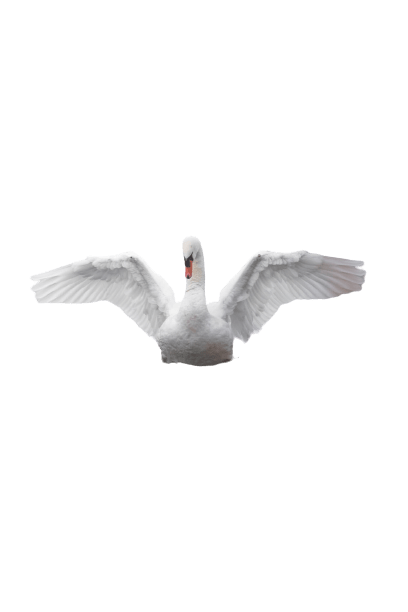 swan png