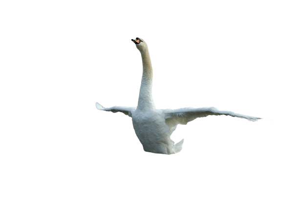 swan-40