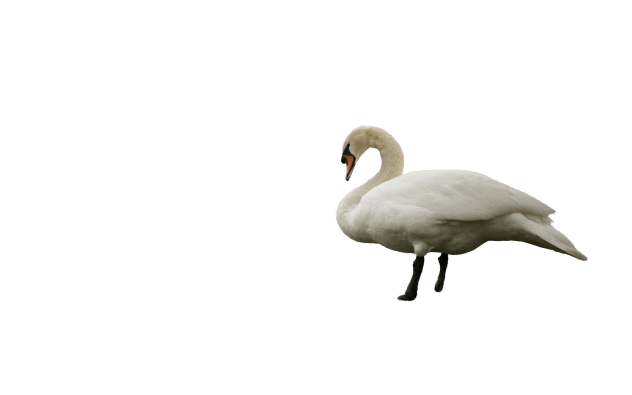 swan-6