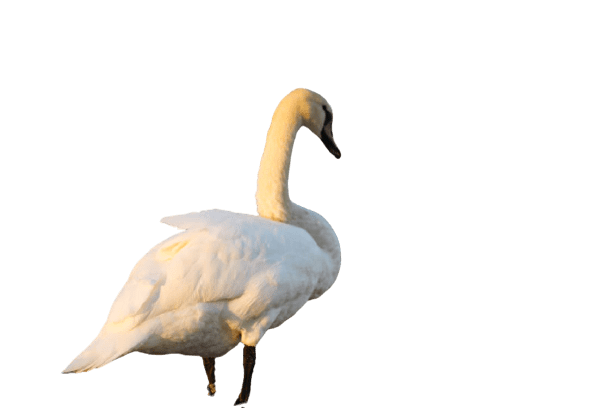 swan-8