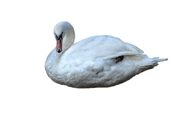 swan-9
