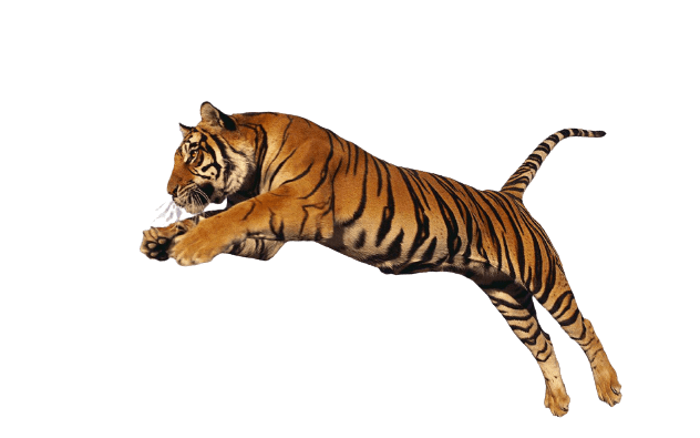 tiger-1