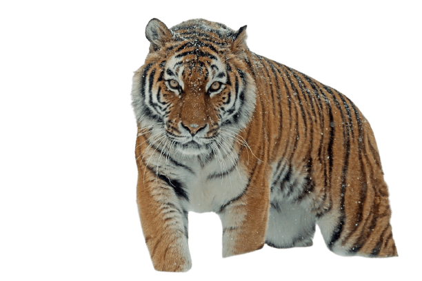 tiger-10