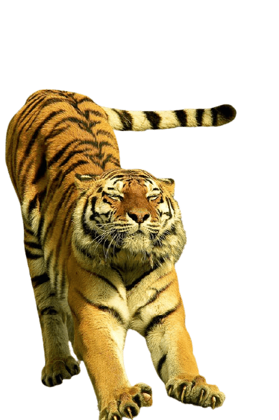 tiger-11