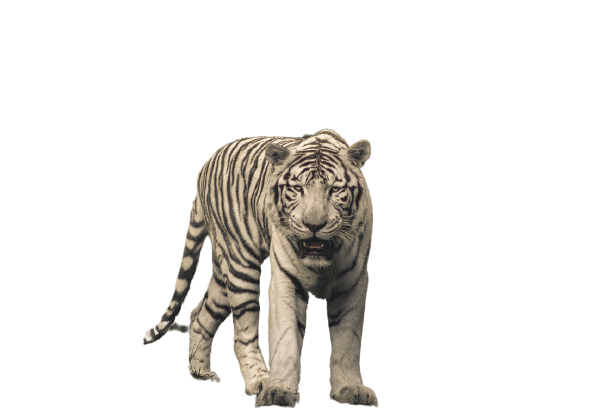 tiger-12