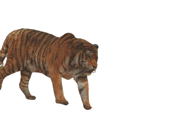 Best 111 Tiger Png Hd Transparent Background A1png