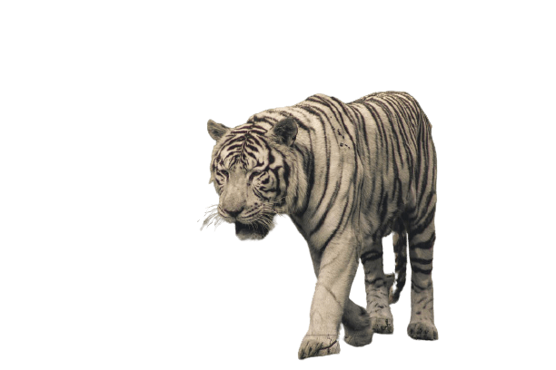 tiger-15