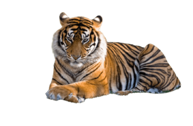 [Best 111+] Tiger PNG » Hd Transparent Background » A1png