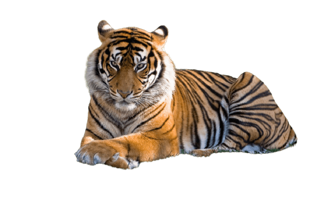 Best 111+] Tiger PNG » Hd Transparent Background » A1png
