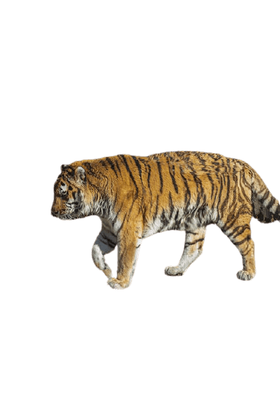 tiger-23