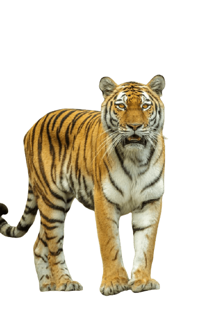 tiger-5