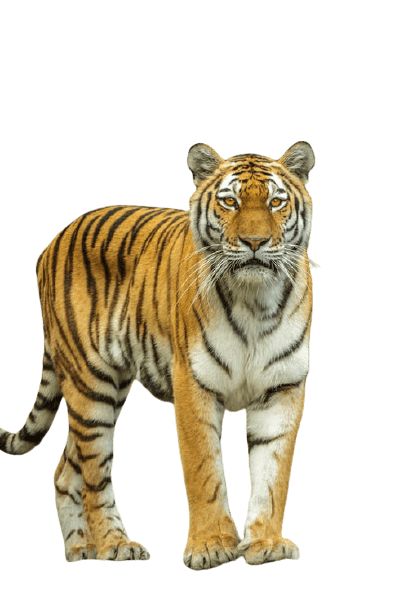 tiger-6