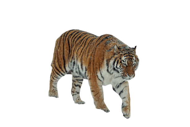 tiger-9