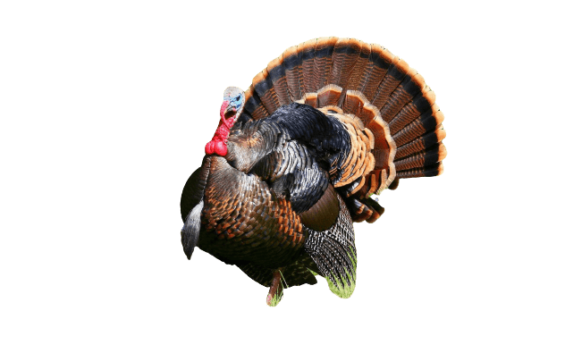 turkey-10