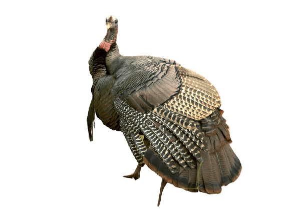 turkey-11