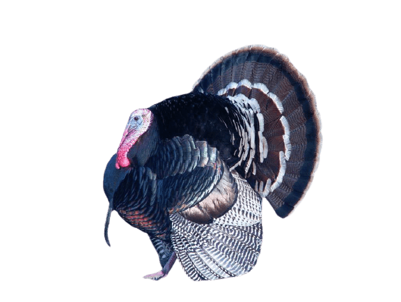 turkey-12