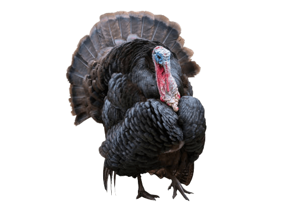 turkey-14